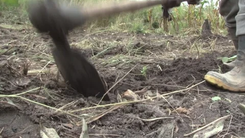 Digging Through Soil With A Garden Hoe In Zambia Stock Footage 196844986