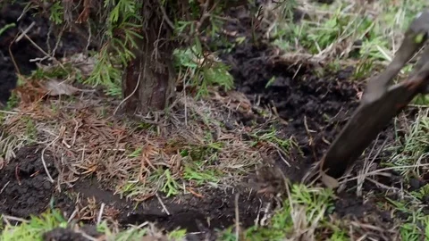 Digging up the tree root Stock Footage 75468478