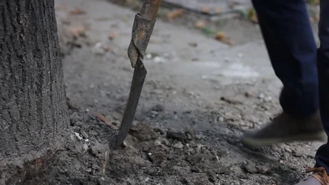 Digging under tree 動画素材 71914498