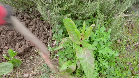 Digging up weeds Stock Footage 50169043