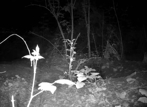 Digging of wild porcupine Stock Footage 197045640