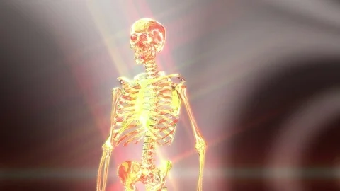 Digital 3D Animation of a human Skeleton Stock-Footage 73291329