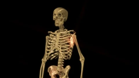 Digital 3D Animation of a human Skeleton Stock Footage 73291864