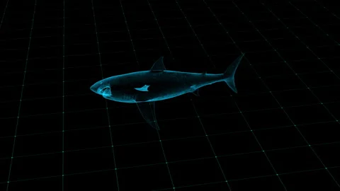 Digital 3D Holographic Shark Model on Blue Cyber Grid Background Stock Footage 342247545