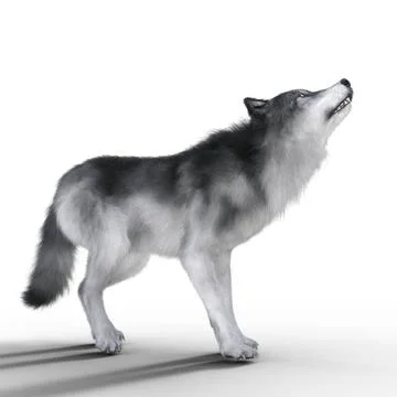 Digital 3D Illustration of a Wolf Digital 3D Illustration of a Wolf Copyri... 스톡 사진