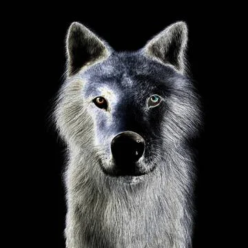 Digital 3D Illustration of a Wolf Digital 3D Illustration of a Wolf Copyri... 스톡 사진
