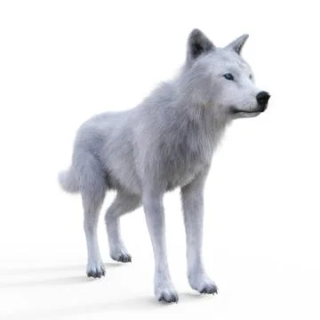 Digital 3D Illustration of a Wolf Digital 3D Illustration of a Wolf Copyri... 스톡 사진