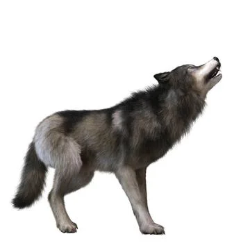 Digital 3D Illustration of a Wolf Digital 3D Illustration of a Wolf Copyri... 스톡 사진