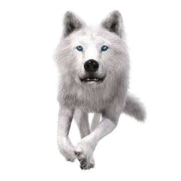 Digital 3D Illustration of a Wolf Digital 3D Illustration of a Wolf Copyri... 스톡 사진
