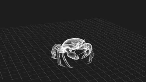 Digital 3D Transparent X-Ray Crab Model Showing Detailed Anatomy 库存影片 343863943