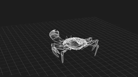 Digital 3D Wireframe Render of Crab Model on Grid with Black Background 库存影片 342781425