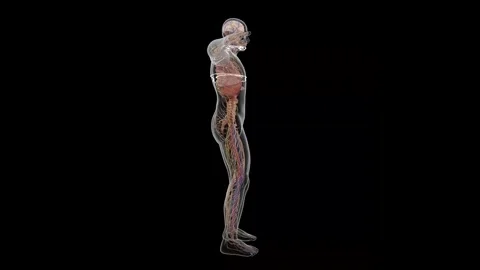 Digital Anatomy Exploration from Head to Toe Stock Footage 341776956