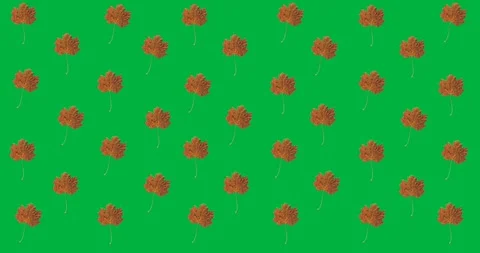 Digital animation of multiple autumn maple leaves in seamless pattern against Stock Footage 318862555