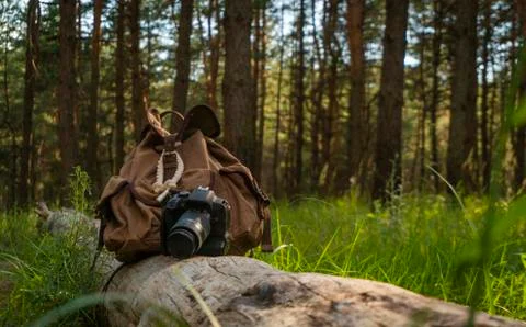 A digital camera with a backpack lies on a log in the coniferous forest Stock Photos