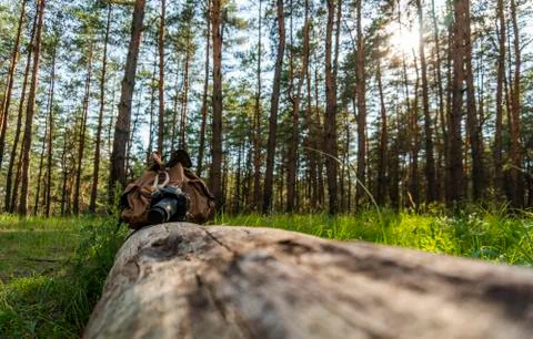 A digital camera with a backpack lies on a log in the coniferous forest Stock Photos