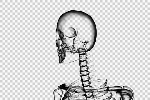 Digital composite of human skeleton Stock Photos