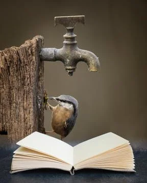 Digital composite image of Beautiful Nuthatch garden bird Sitta Europaea in S Stock Photos