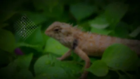 Digital computer technology scanning wildlife lizard animal in wilderness Stock Footage 75343472