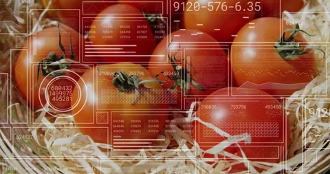 Digital data processing overlay on tomatoes in straw in agricultural setting Stock Footage 305189070