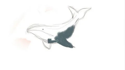 Digital drawing. We draw a killer whale. Time lapse. Stock Footage 71126767