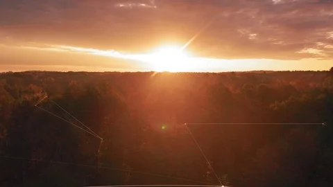 Digital forest, aerial view Video stock 116661712