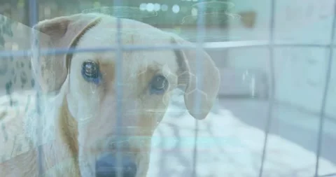 Digital hexagon pattern overlay on dog behind wire fence, creating animation Stock Footage 327643635