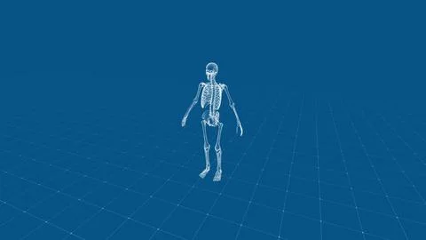 Digital Human Skeleton Wireframe on a Blue Background in 3D Perspective Stockillustratie