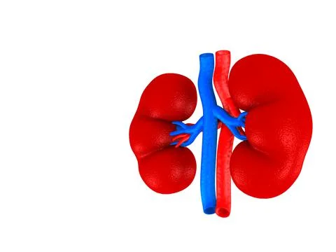 Digital illustration of kidney Stock Illustration