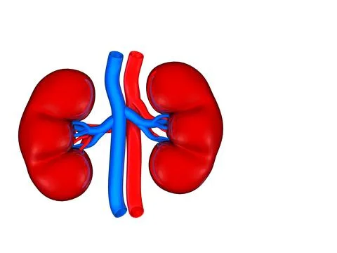 Digital illustration of kidney Stock Illustration