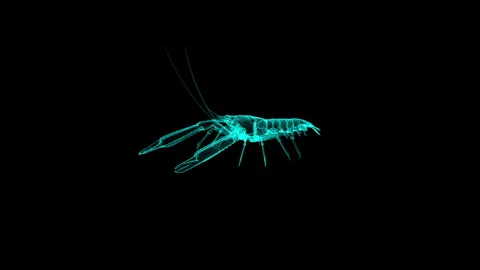 Digital Illustration of Lobster Wireframe in Neon Glow Against Black Backgrou 库存影片 343036533