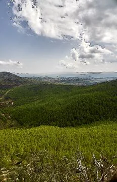 Digital illustration of pine trees and hills in Pina de Montalgrao, Spain Stock Photos