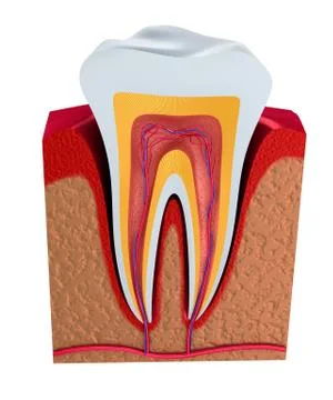 Digital illustration of teeth cross section in isolated background Ilustração Stock