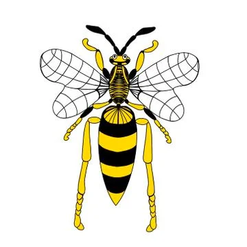 Digital illustration of a wasp. Cute insect with big beautiful wings. Natural Stock Illustration