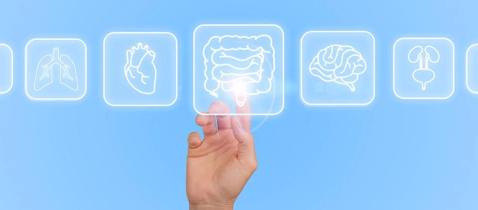 A digital interface displaying a checkup of the intestine and digestive syste Stock Photos