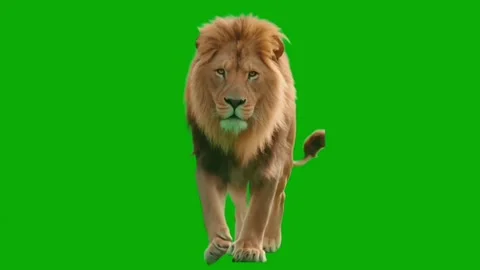 Digital Lion Walking Animation on Green Screen Background Stock Footage 328435342