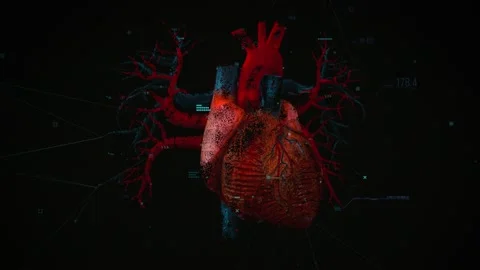 Digital model of the Human heart and major blood vessels Stock Footage 160683648