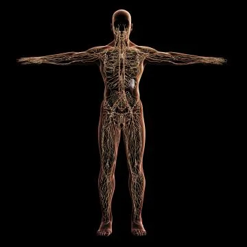 Digital model of lymphatic system, 3d rendering, black background 스톡 일러스트
