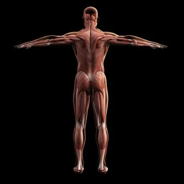 Digital model of muscular system, 3d rendering, black background Stock Illustration