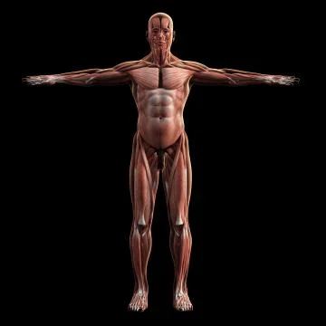 Digital model of muscular system, 3d rendering, black background Ilustración de archivo