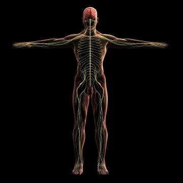 Digital model of nervous system, 3d rendering, black background Illustrazione stock