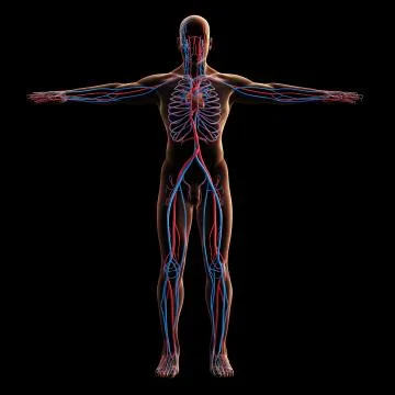 Digital model of veins system, 3d rendering, black background 库存插图