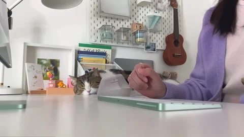 Digital nomad concept asian freelancer woman work at hotel and play with her cat Stock Footage 252494402