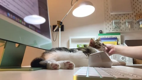 Digital nomad concept asian freelancer woman work at hotel and play with her cat Stock Footage 252494410