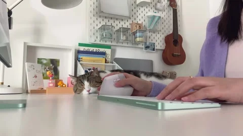 Digital nomad concept asian freelancer woman work at hotel and play with her cat Stock Footage 252494411