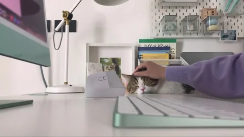 Digital nomad concept asian freelancer woman work at hotel and play with her cat Stock Footage 252494414
