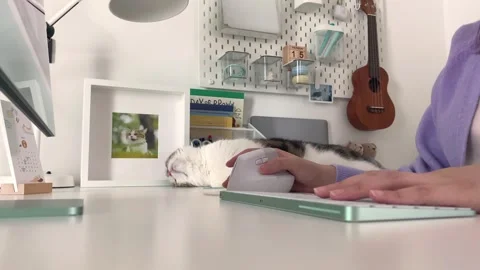 Digital nomad concept asian freelancer woman work at hotel and play with her cat Stock Footage 252494430