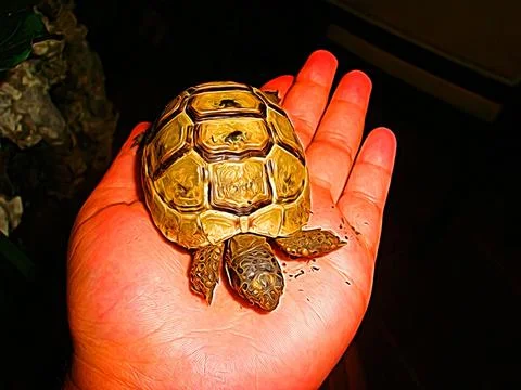 Digital painting that represents a small turtle in the palm of a hand Stock Illustration