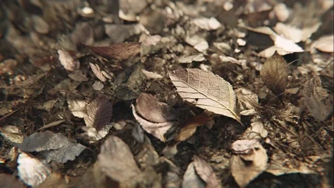 Digital Pattern of Drift Stock Footage 308247701