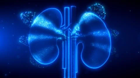 Digital Scanning Effect of Human Kidneys in Blue Glow Stock Illustration