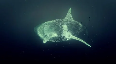 Digital shark in slow motion Stock Footage 41166936